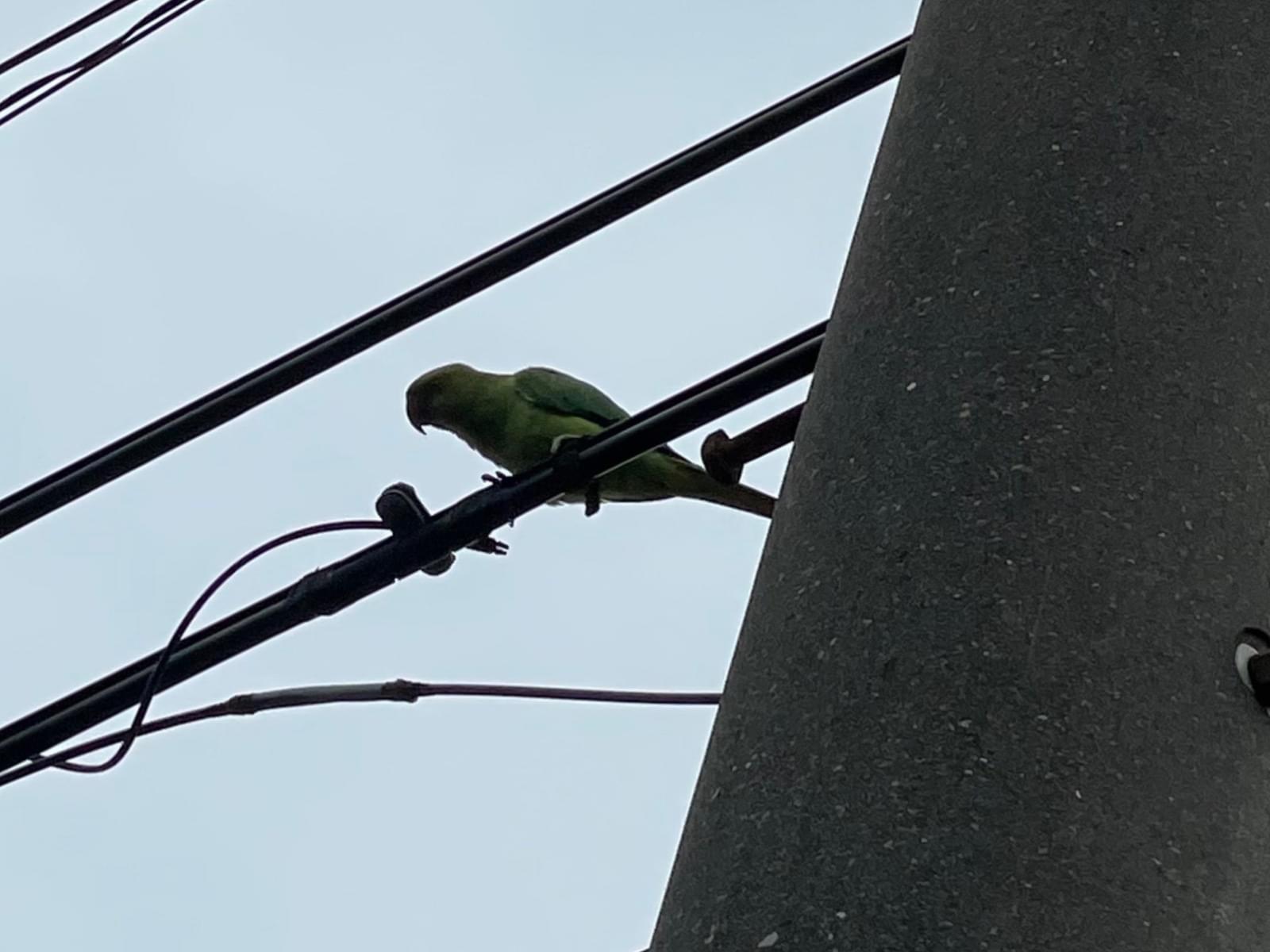 目撃された鳥 目撃された鳥