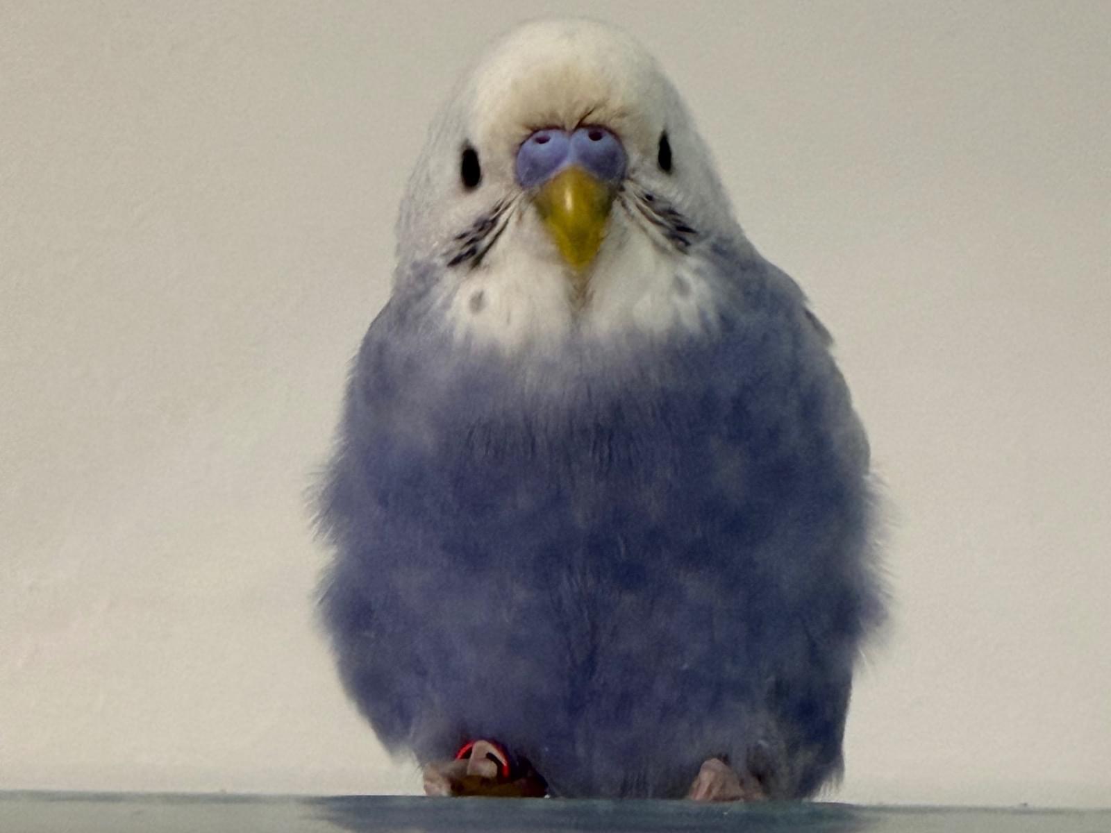 あおべぇちゃん あおべぇちゃん