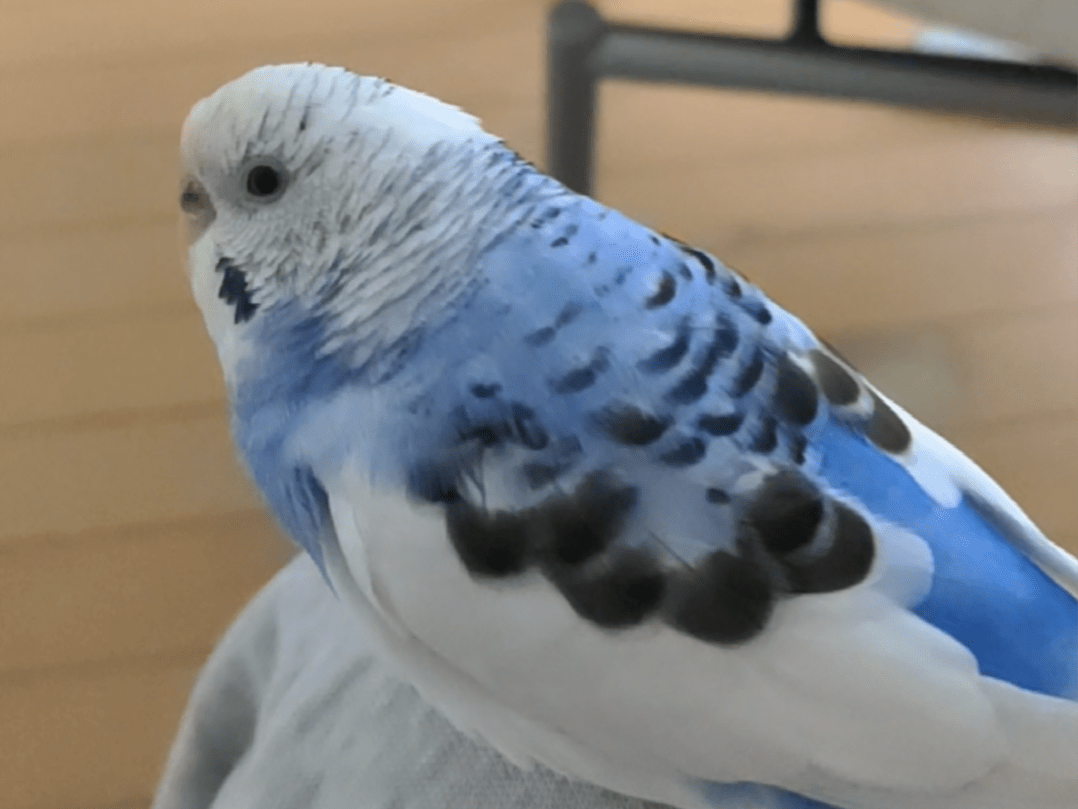チュンチュン丸ちゃん チュンチュン丸ちゃん