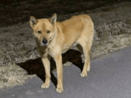 目撃された犬 目撃された犬