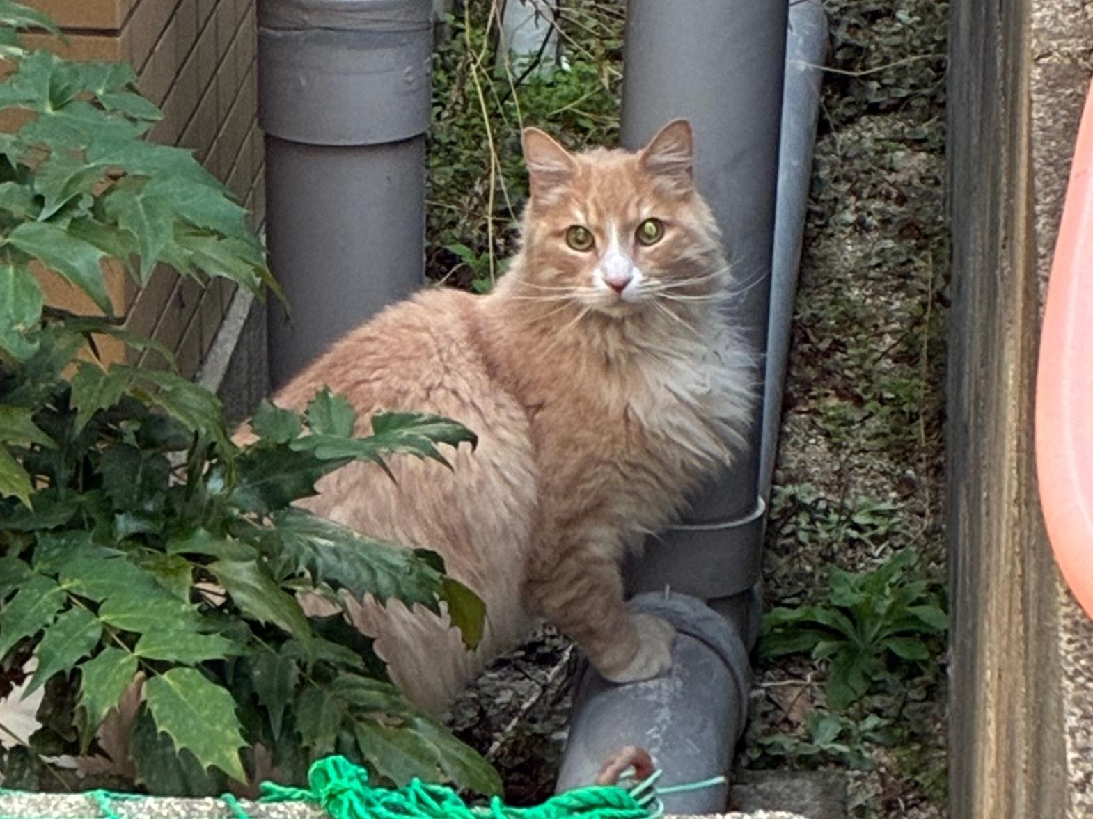 目撃された猫 目撃された猫