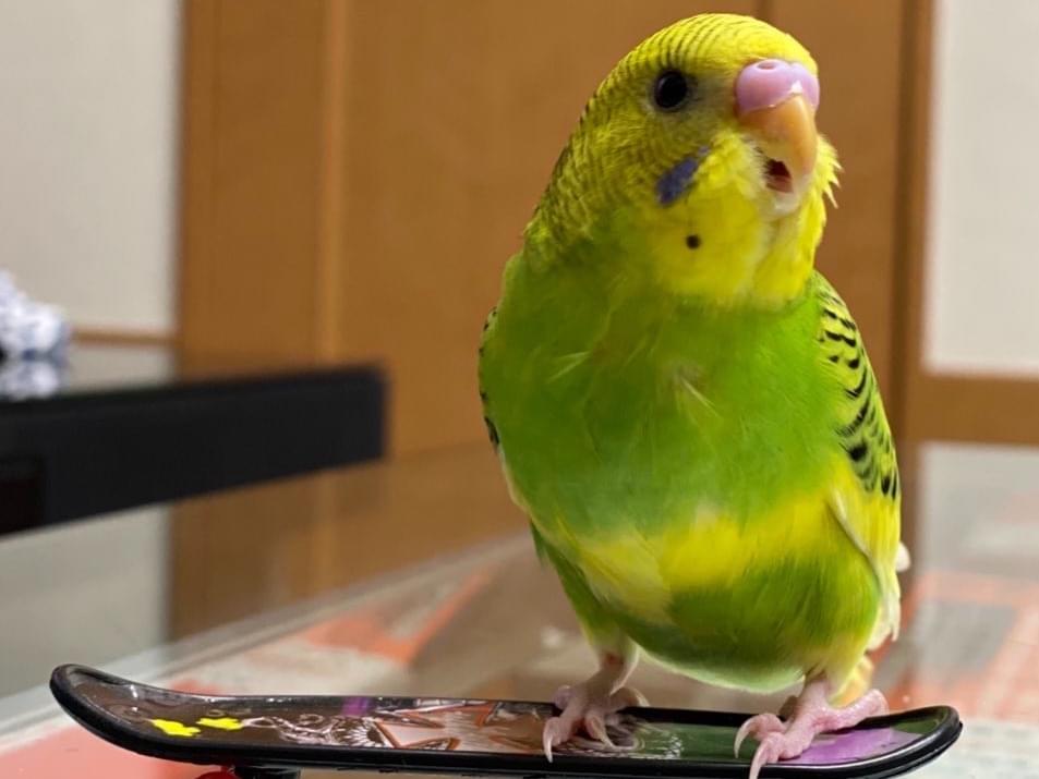 ぴーちゃん ぴーちゃん