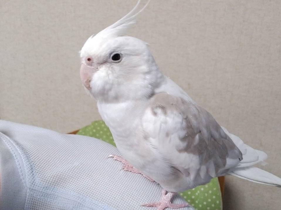 コロちゃん