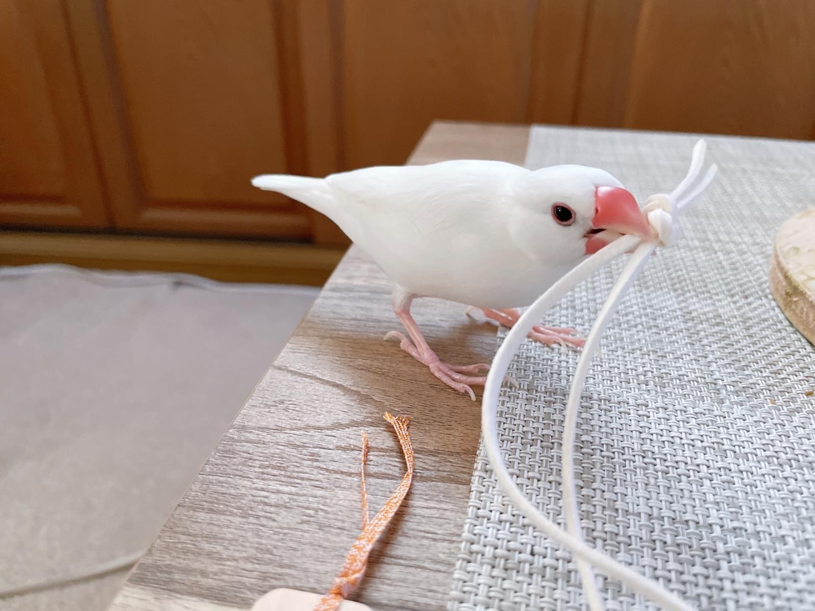 クーちゃん クーちゃん