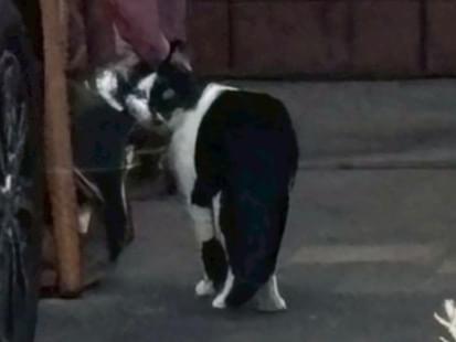 目撃された猫 目撃された猫