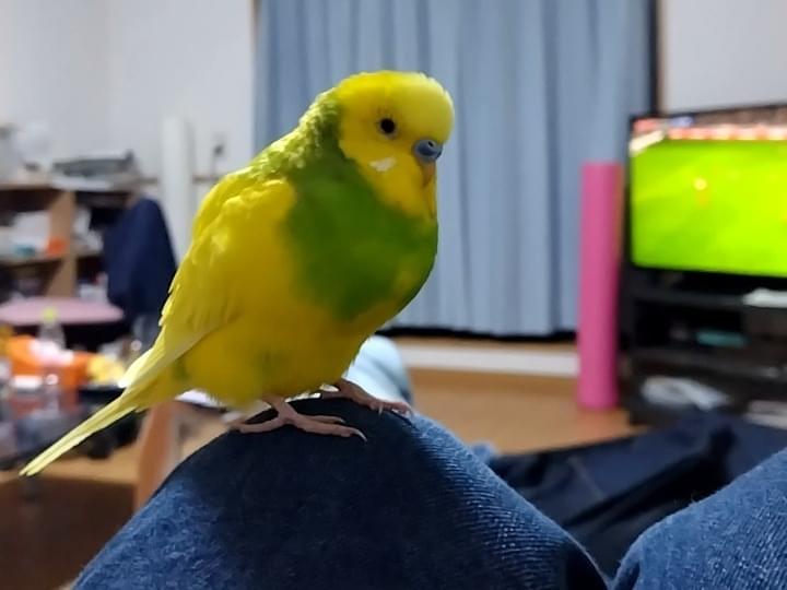 カボスちゃん カボスちゃん