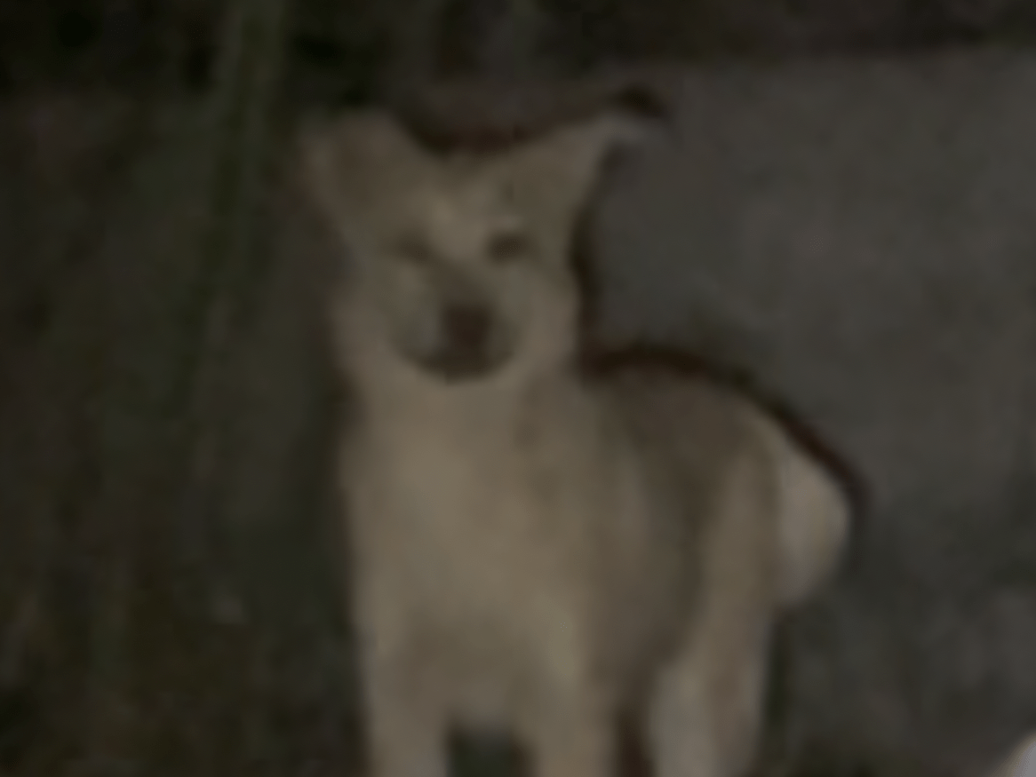目撃された犬 目撃された犬