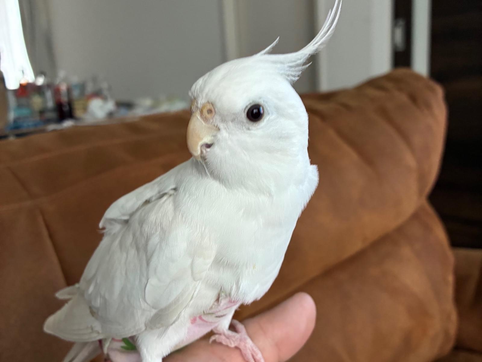 ピョンちゃん ピョンちゃん
