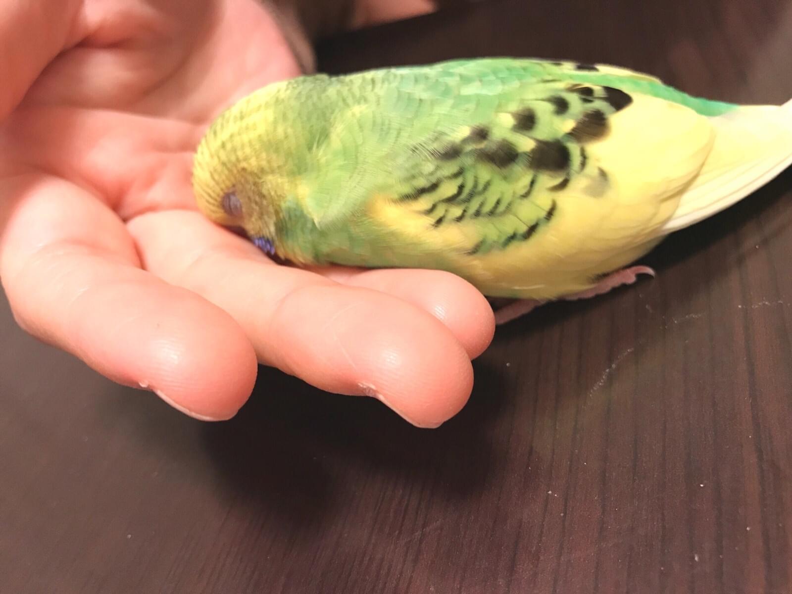 ぴーちゃん ぴーちゃん