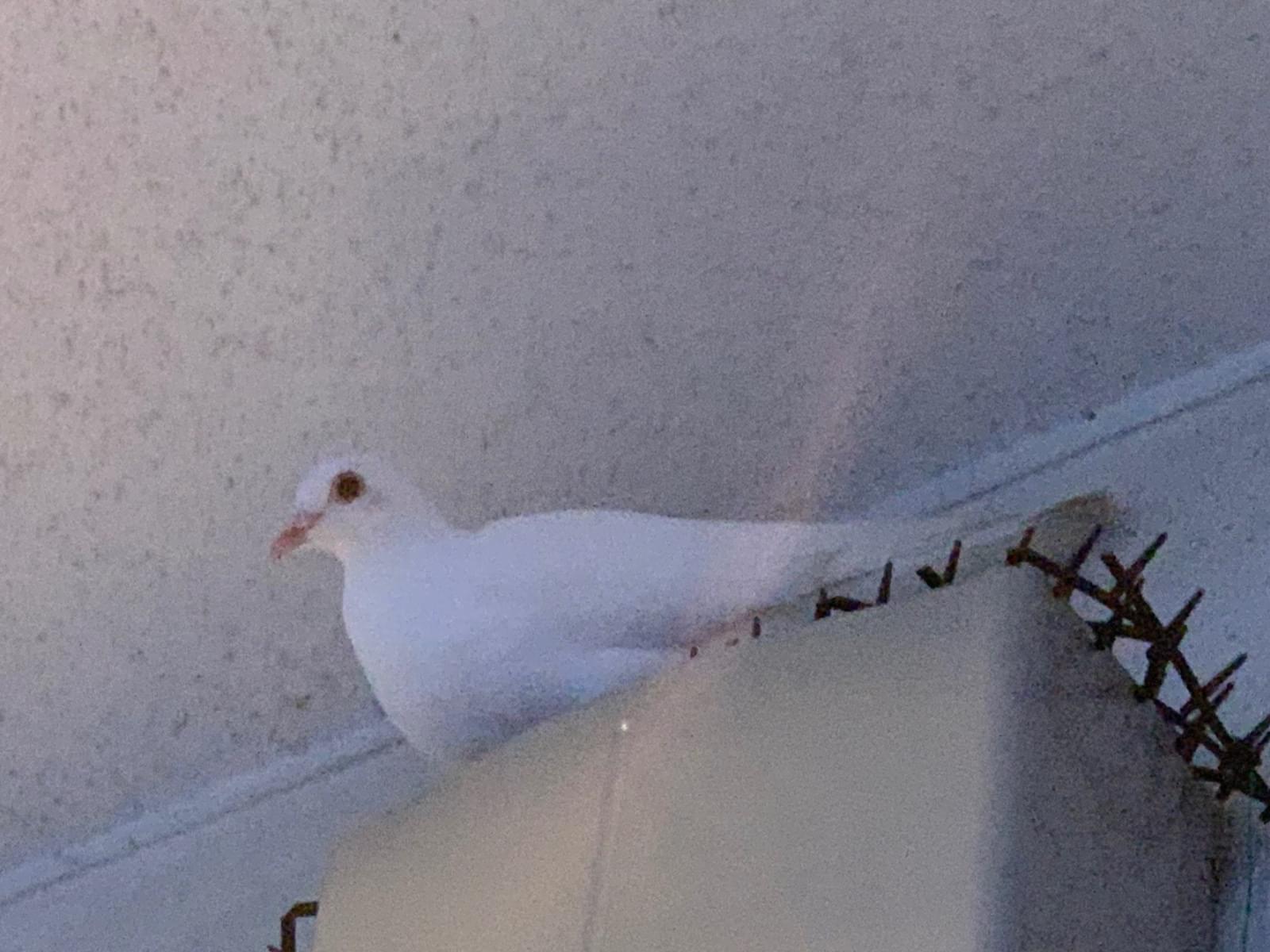 目撃された鳥 目撃された鳥