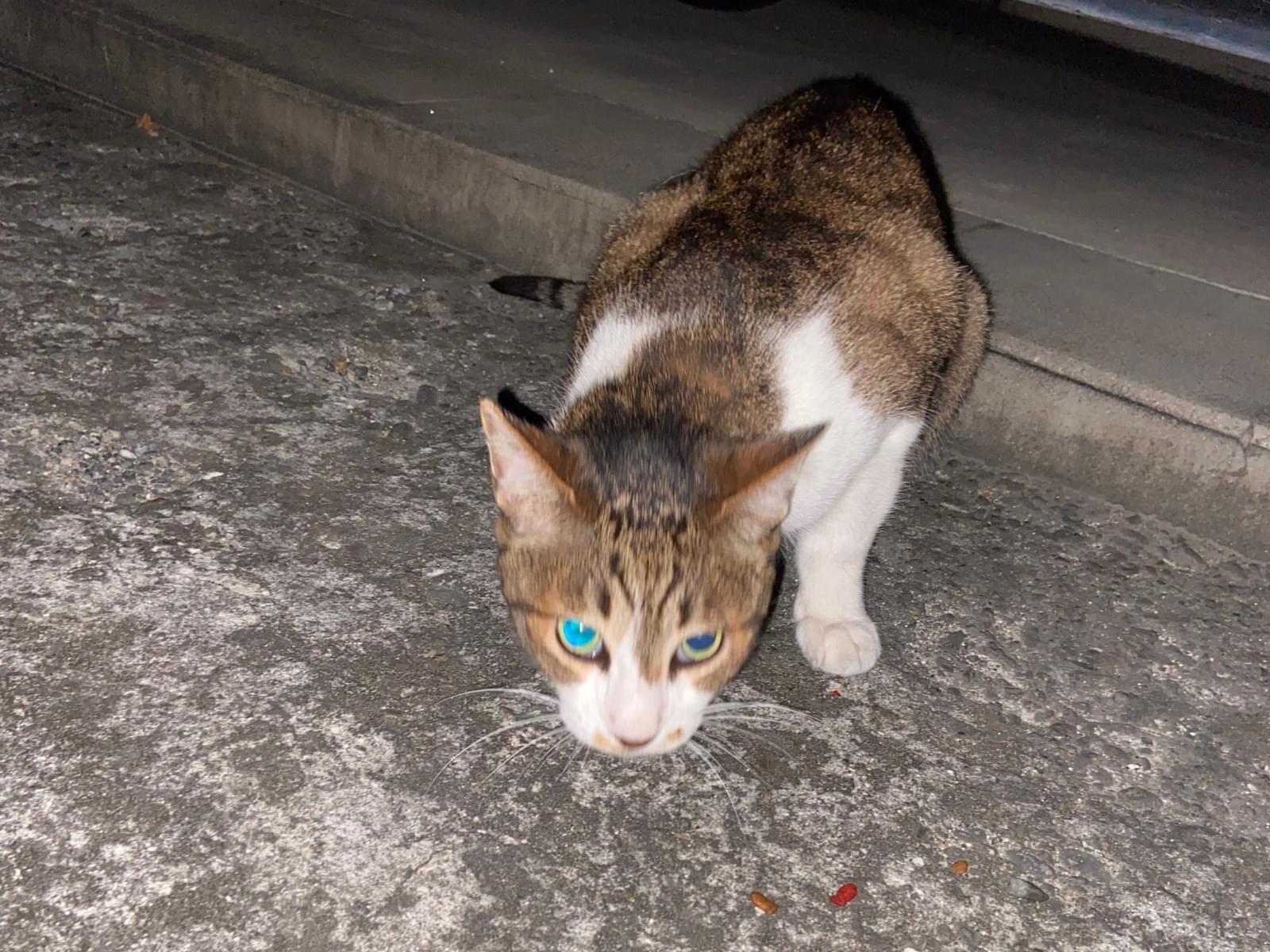 目撃された猫 目撃された猫
