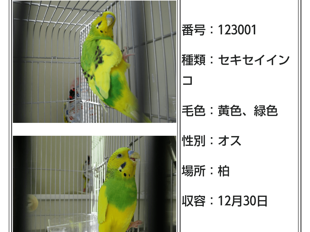 保護された鳥 保護された鳥