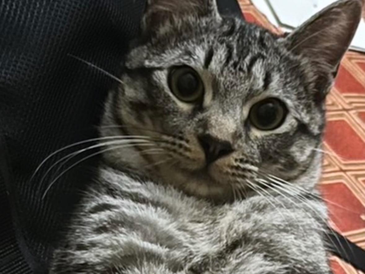 キジトラの模様ちゃん