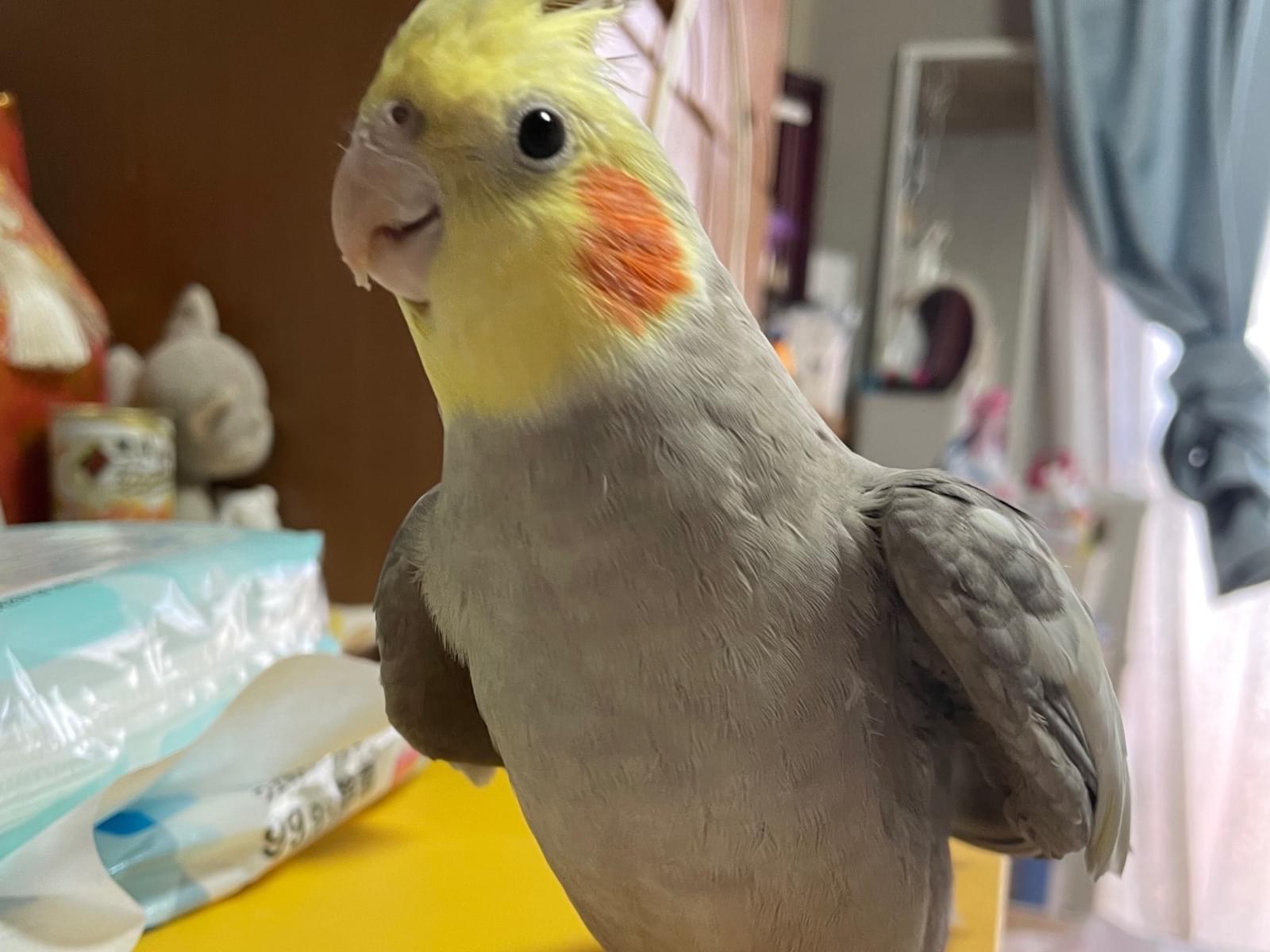 こーちゃん こーちゃん