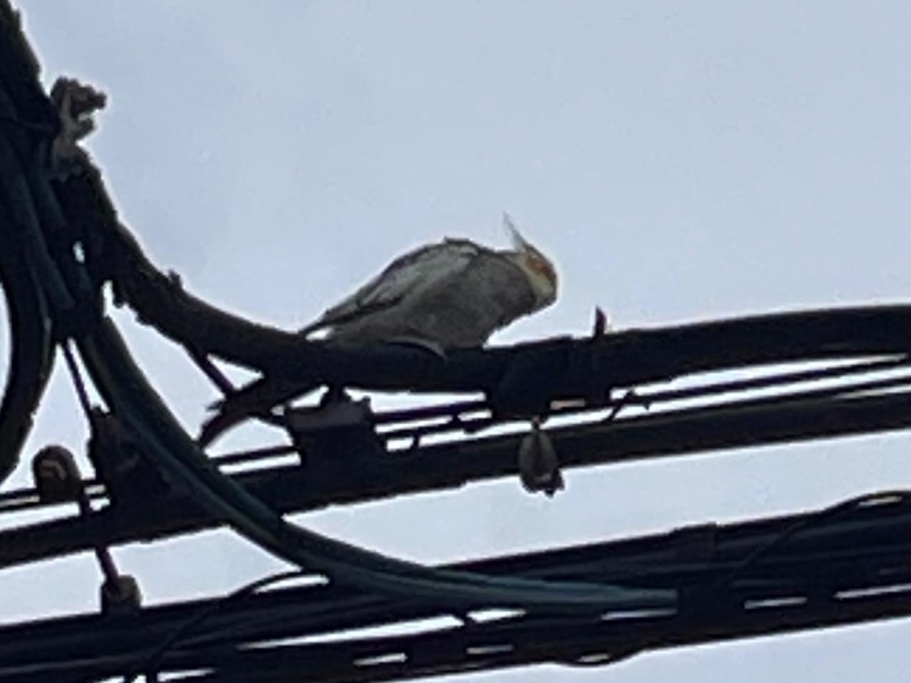 目撃された鳥 目撃された鳥