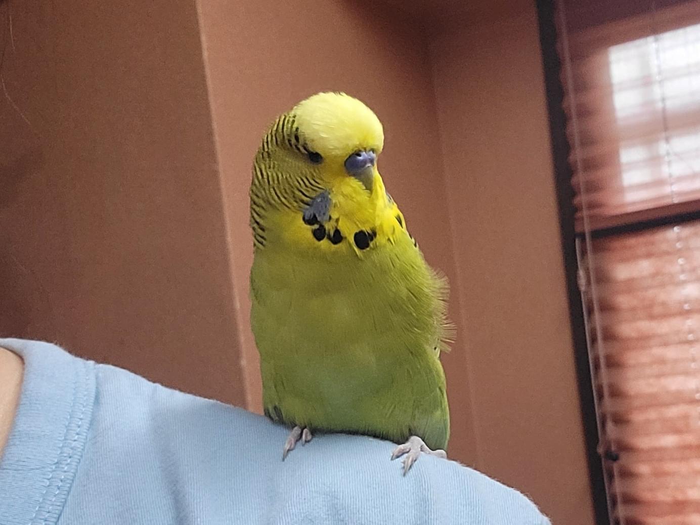 保護された鳥 保護された鳥