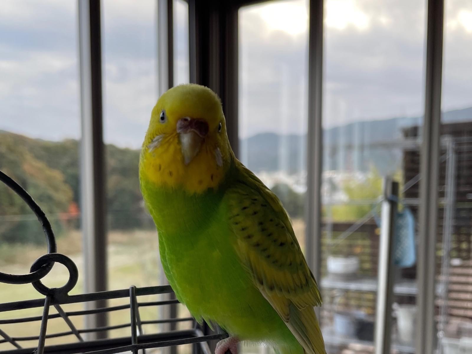 保護された鳥 保護された鳥