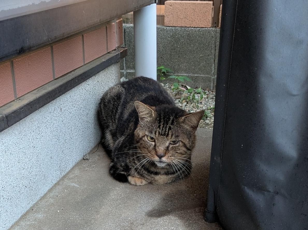 目撃された猫 目撃された猫