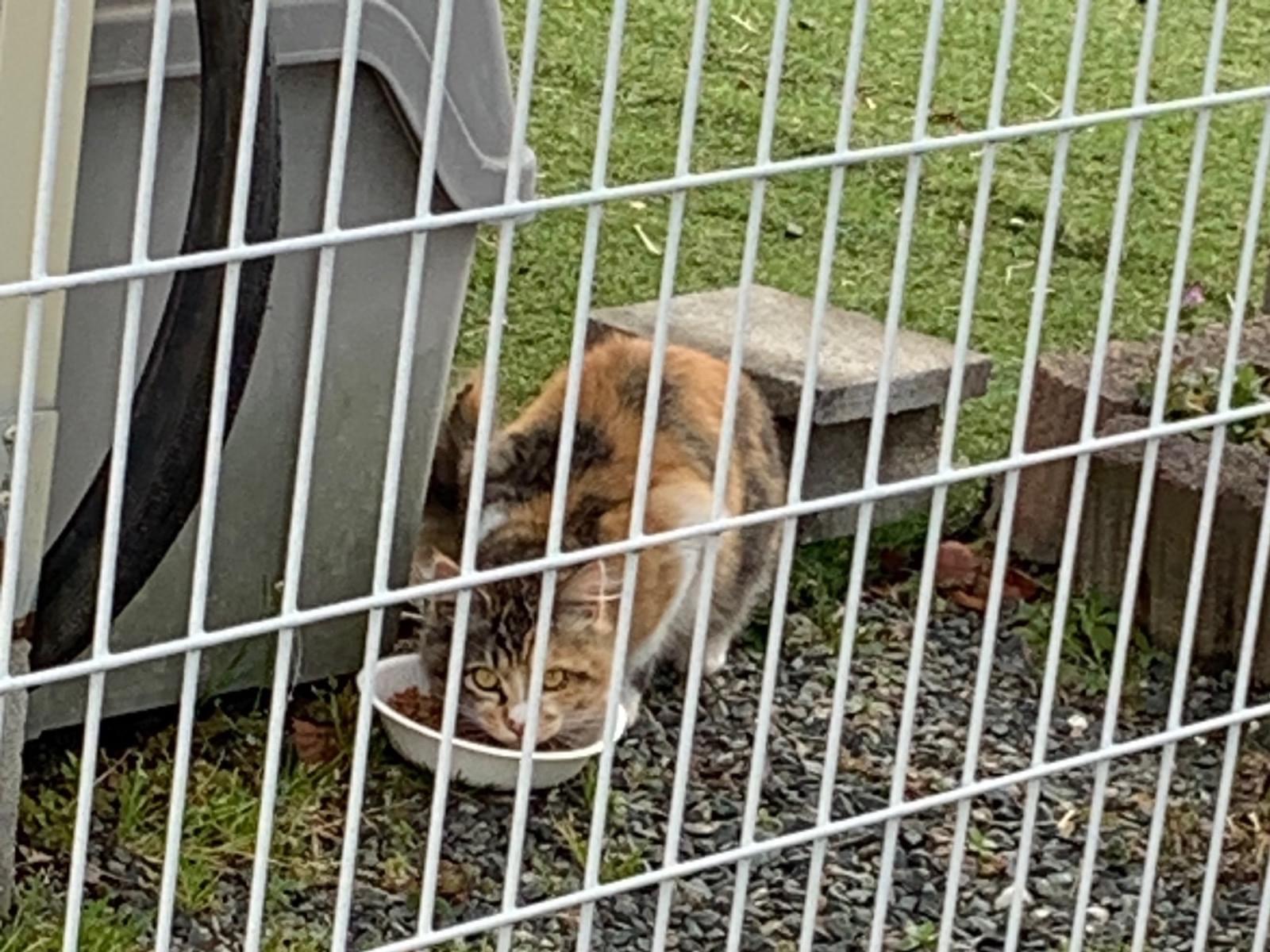 目撃された猫 目撃された猫