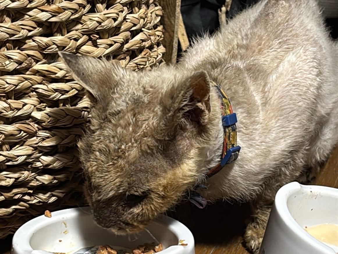 目撃された猫