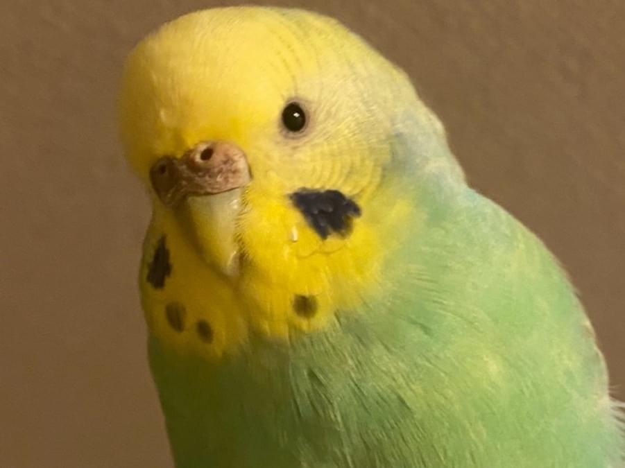 あびちゃん あびちゃん