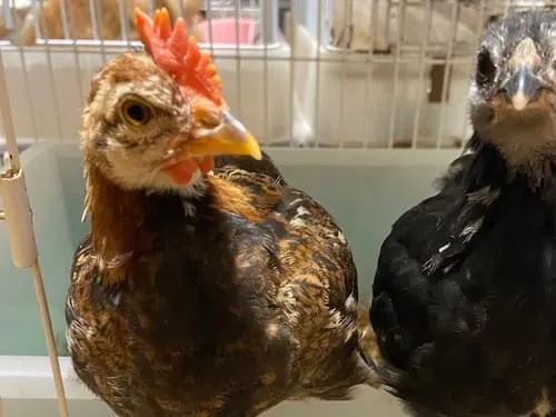 茶色い2か月のニワトリを探しています。