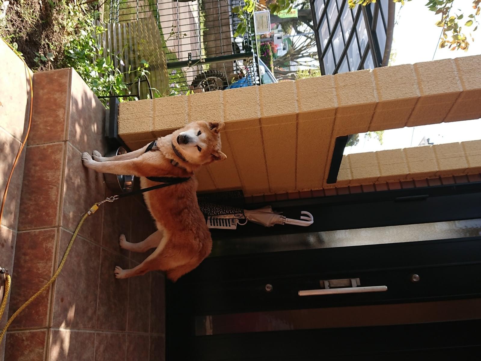 保護された犬 保護された犬