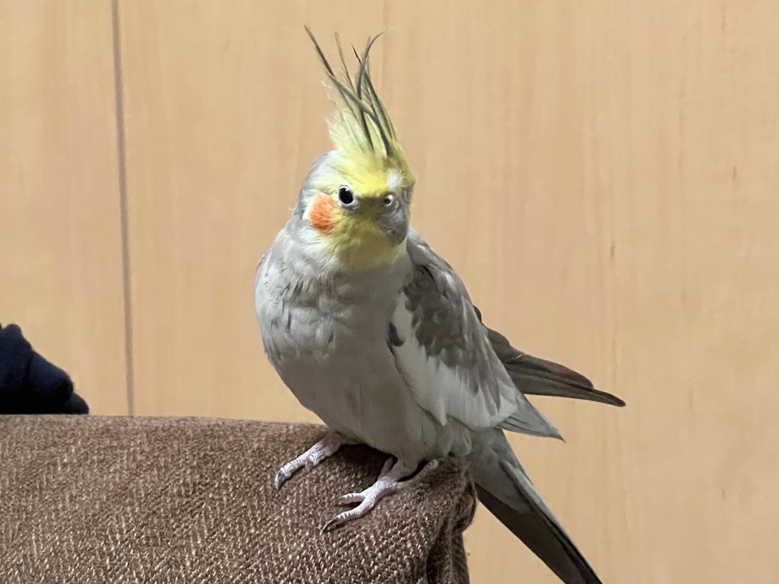 ふーたちゃん ふーたちゃん