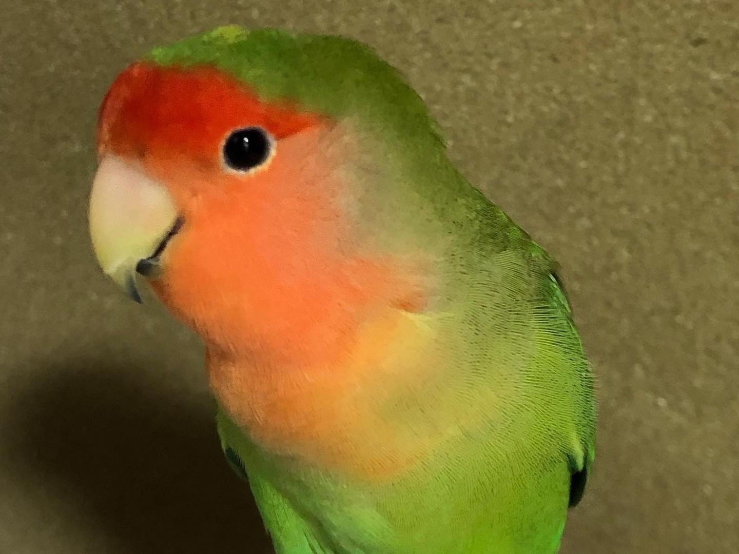 めいちゃん めいちゃん