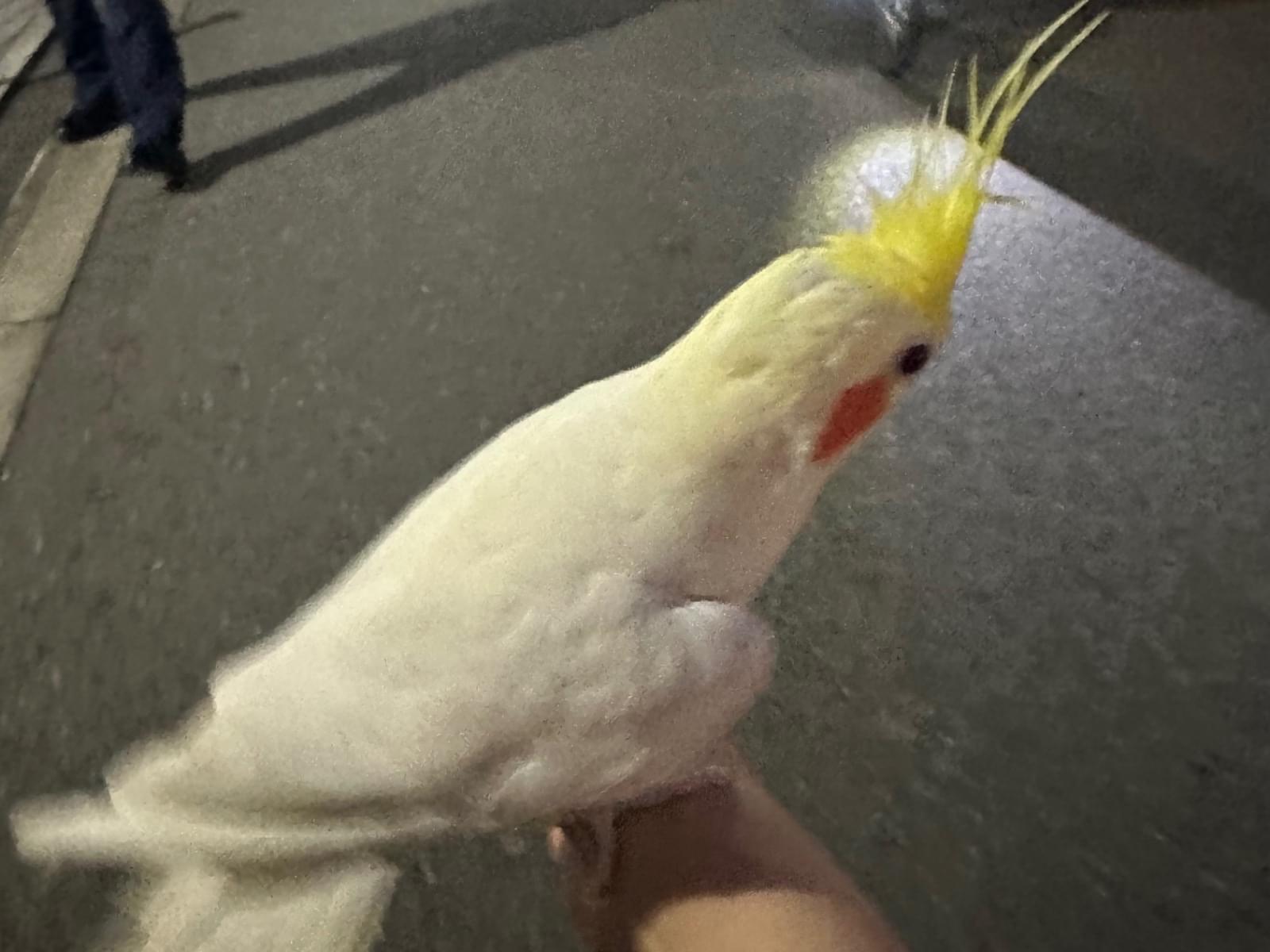 保護された鳥 保護された鳥