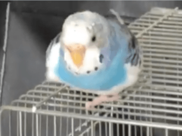 ぴーすけちゃん ぴーすけちゃん