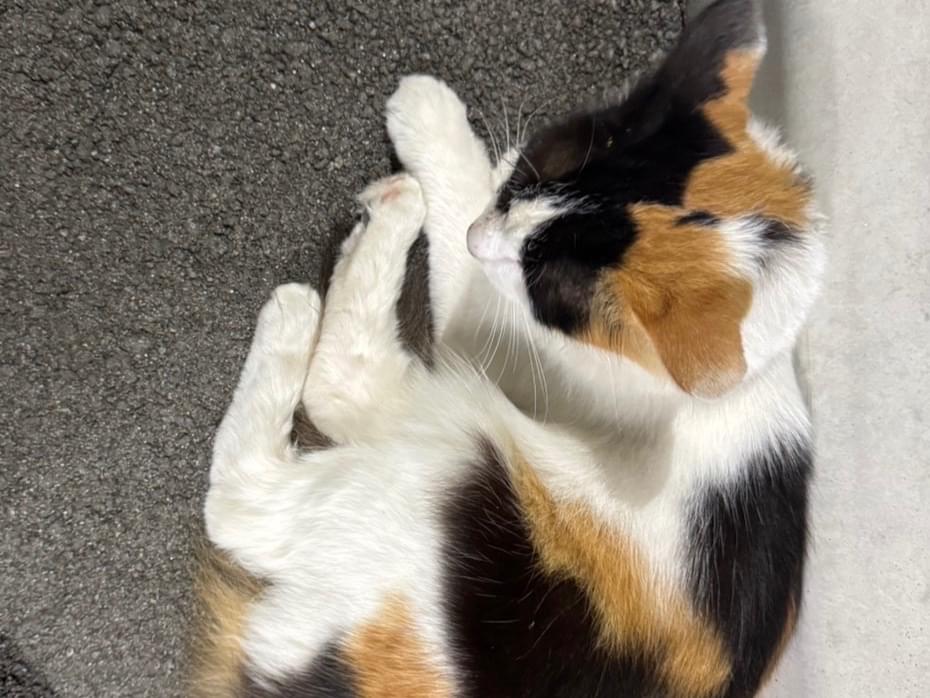 目撃された猫 目撃された猫