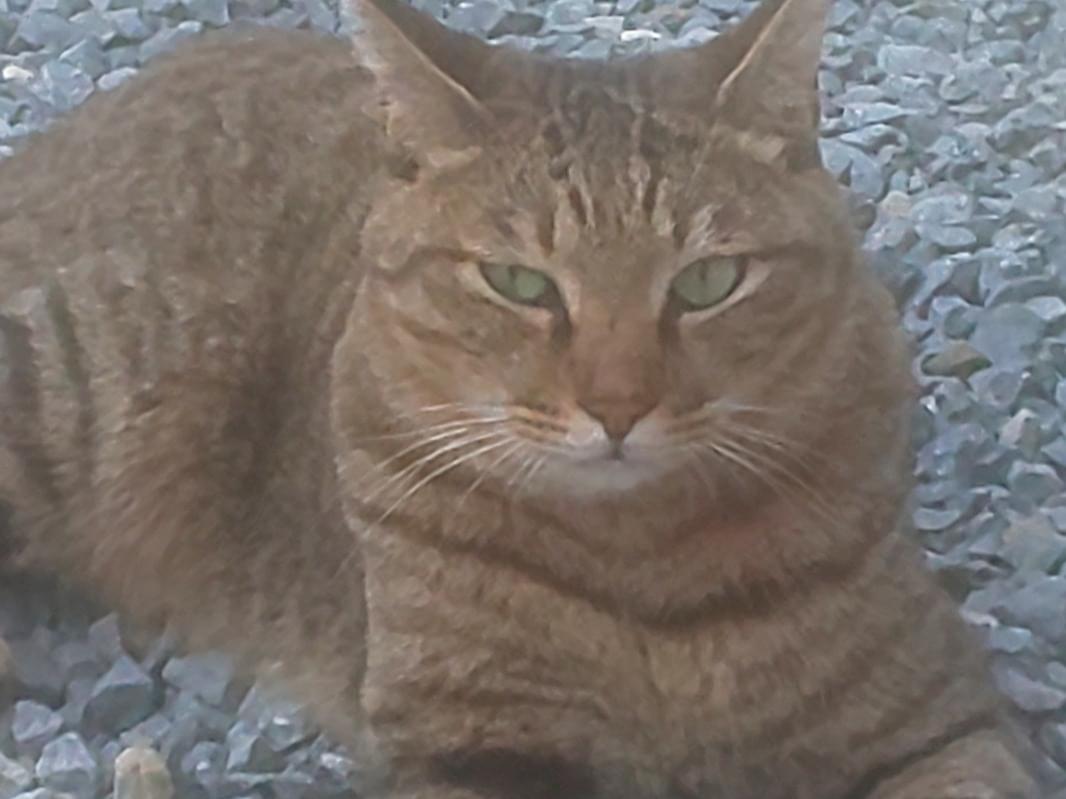 目撃された猫 目撃された猫