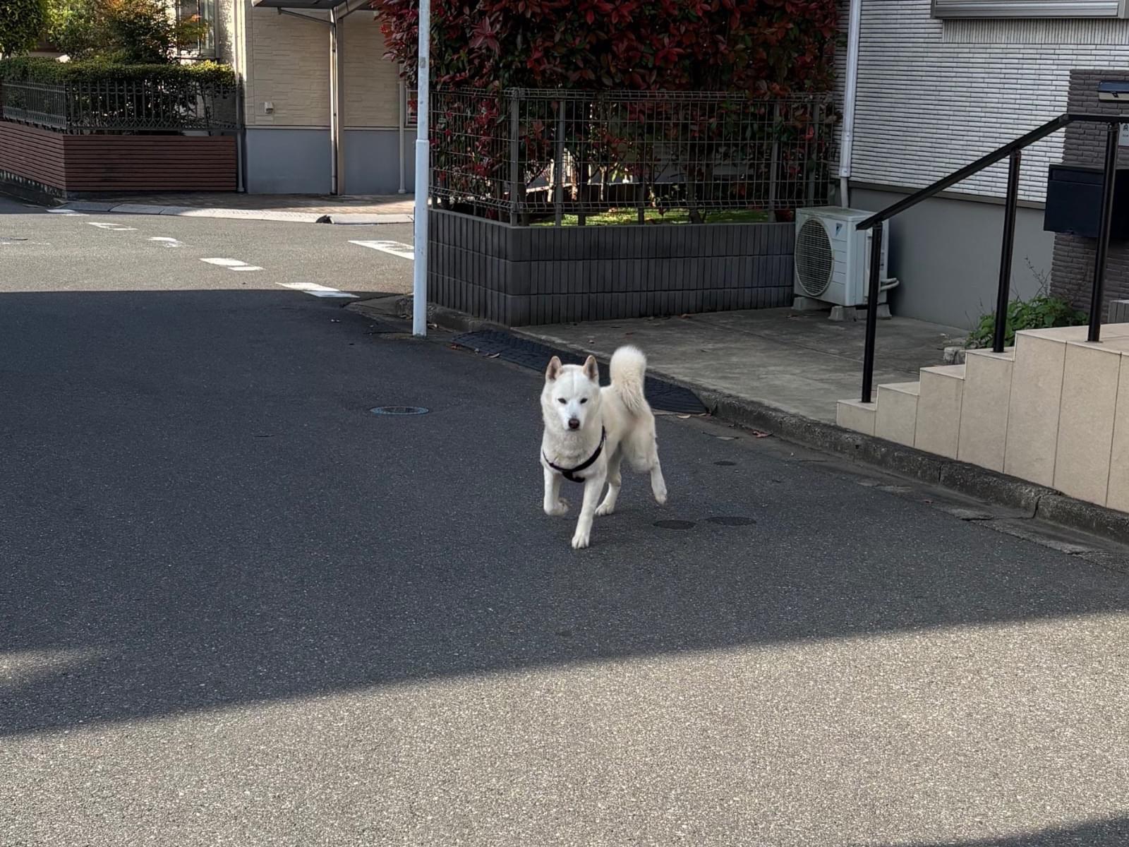 目撃された犬