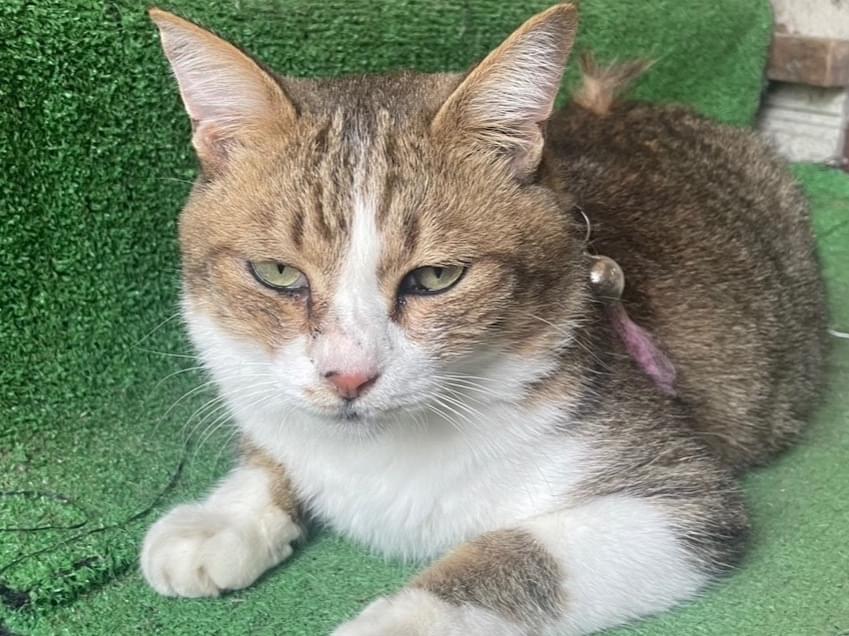 保護された猫