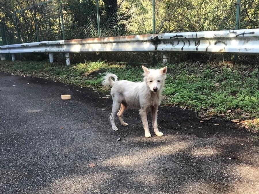 迷子になった犬 迷子になった犬
