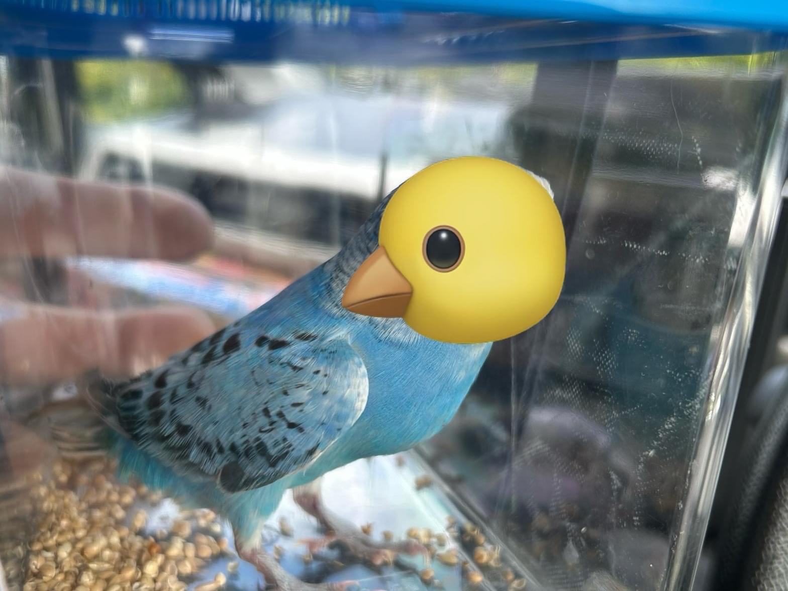 保護された鳥 保護された鳥