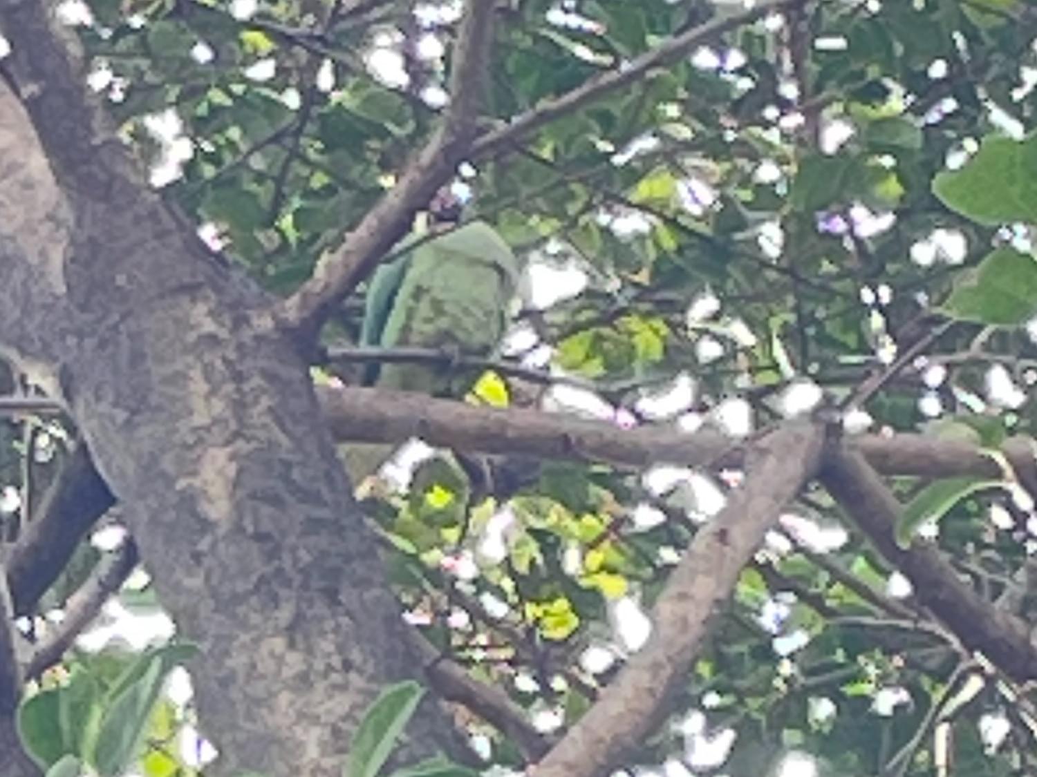 目撃された鳥 目撃された鳥