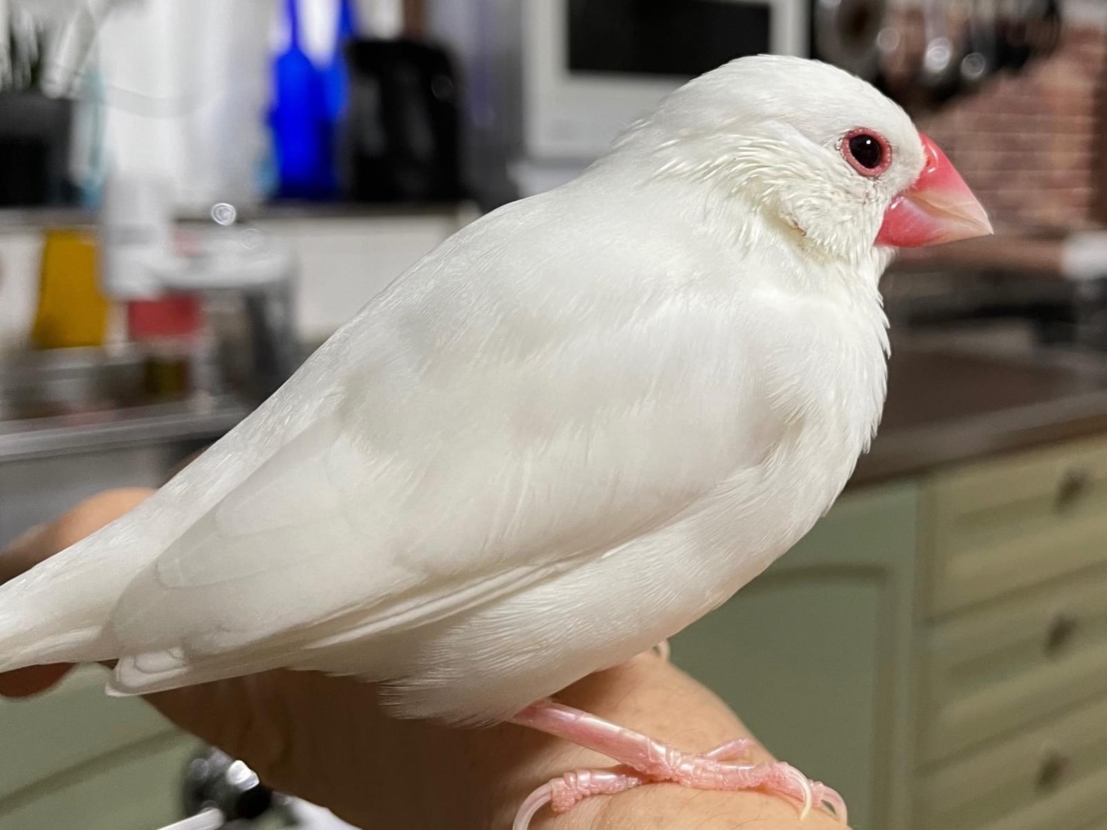 保護された鳥 保護された鳥