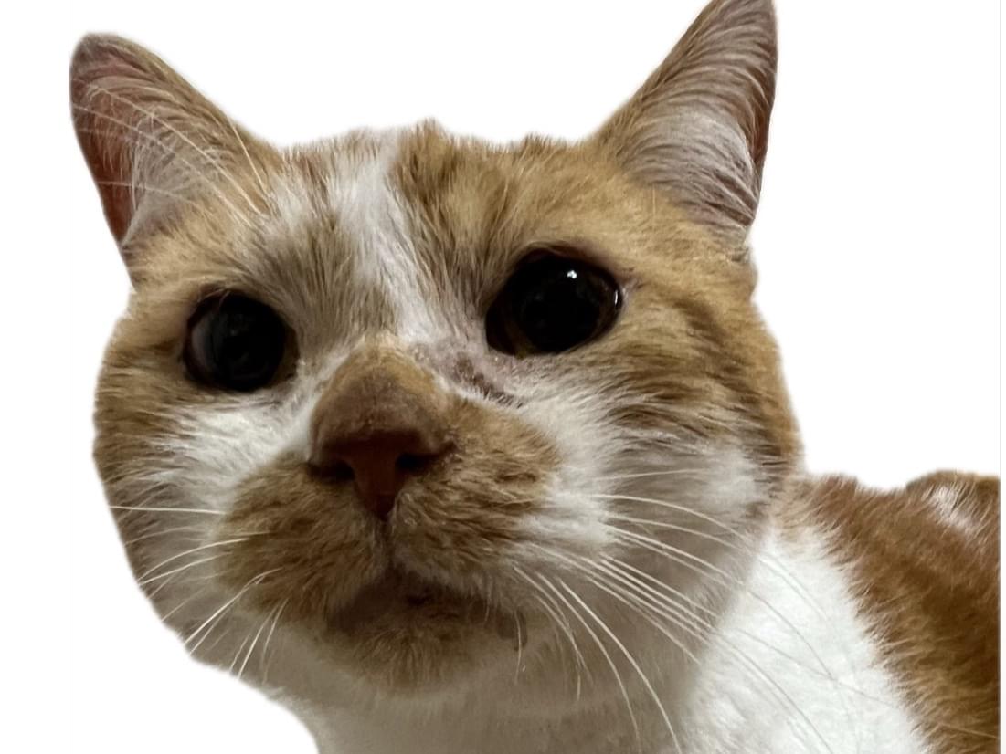 保護された猫 保護された猫