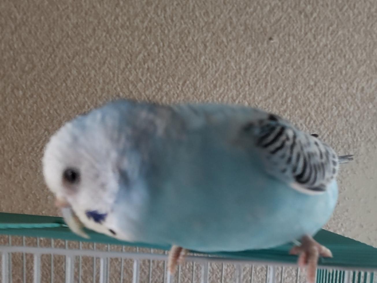 タロちゃん タロちゃん