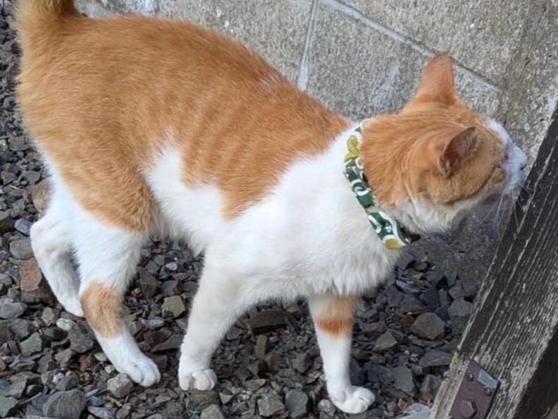 目撃された猫 目撃された猫