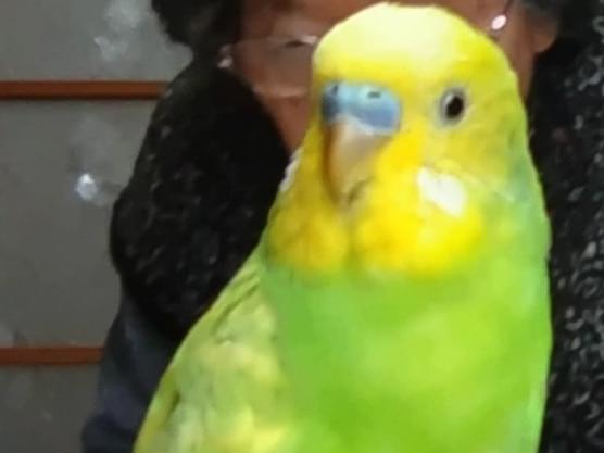 ぴーちゃん ぴーちゃん
