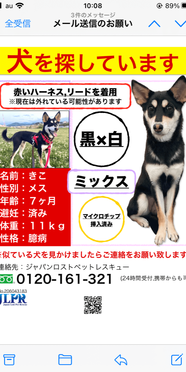 ミックス 黒柴寄り まろ眉の犬を探しています