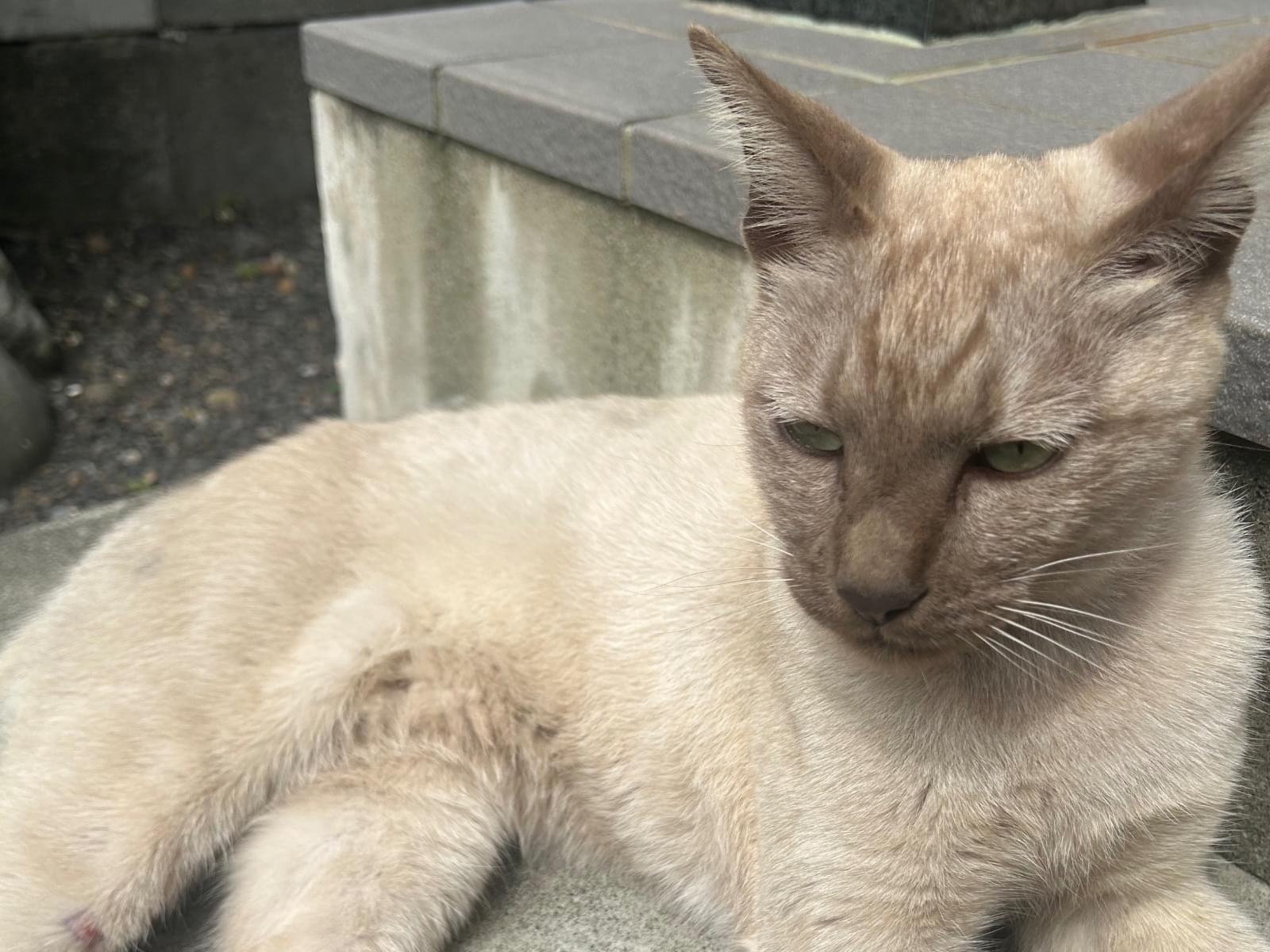 目撃された猫 目撃された猫