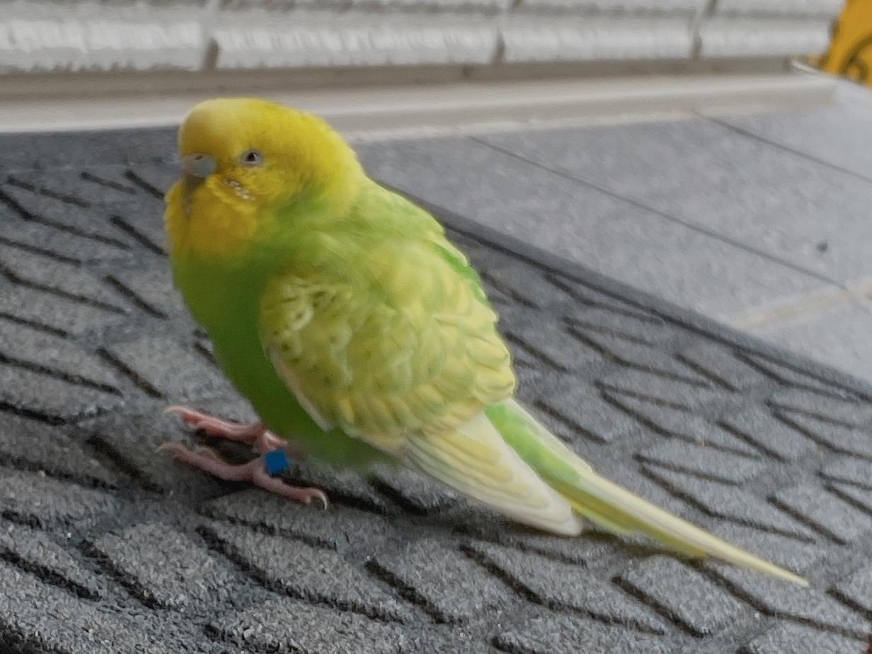 保護された鳥 保護された鳥