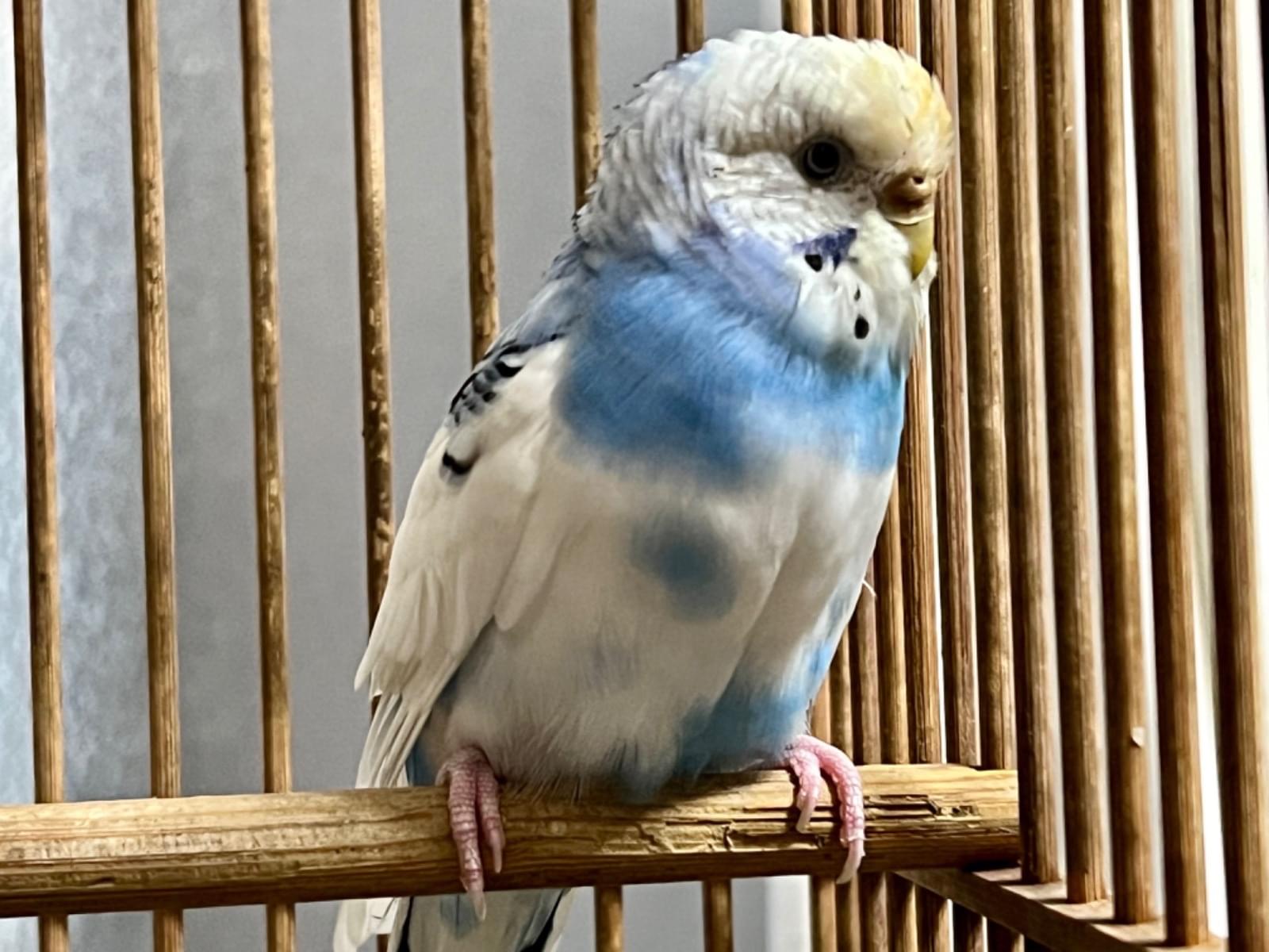 保護された鳥 保護された鳥