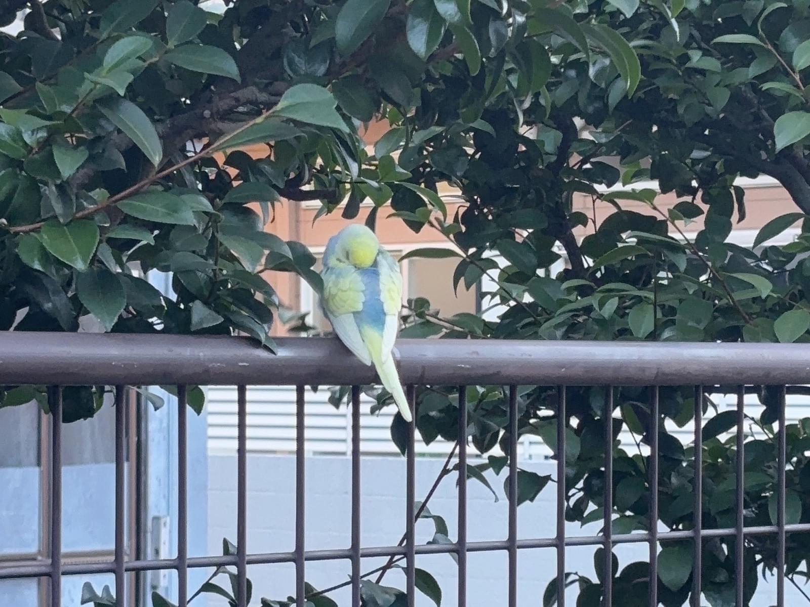 目撃された鳥 目撃された鳥