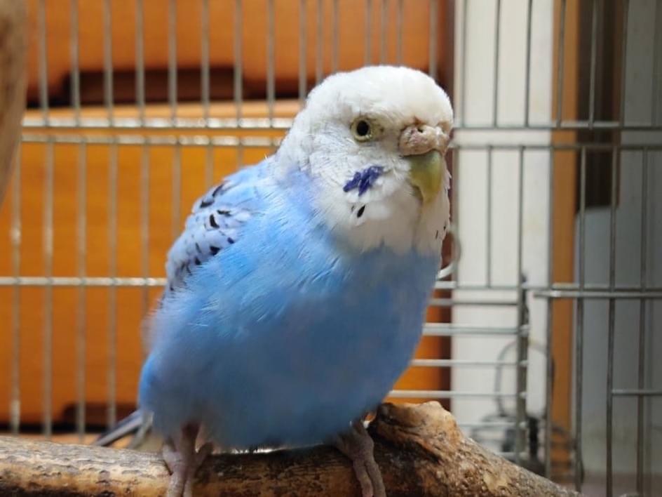 保護された鳥 保護された鳥