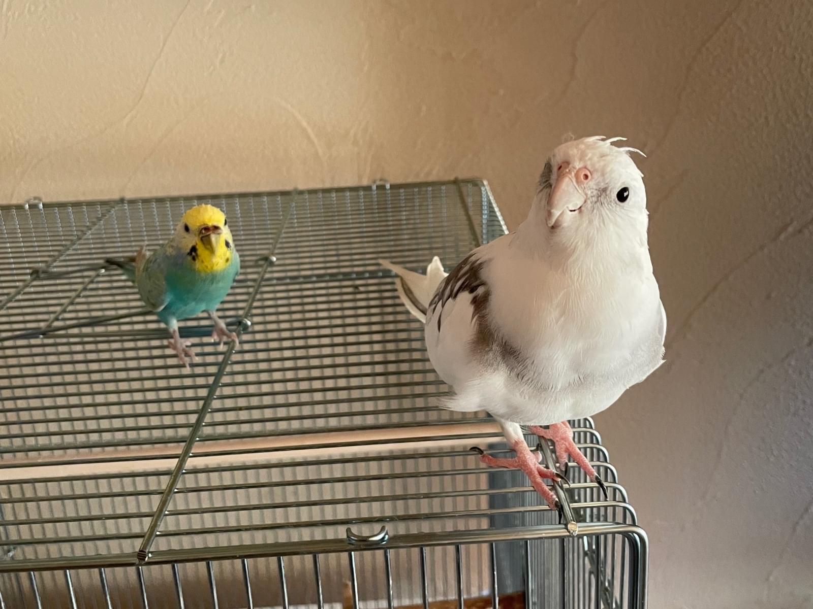 ハクちゃん